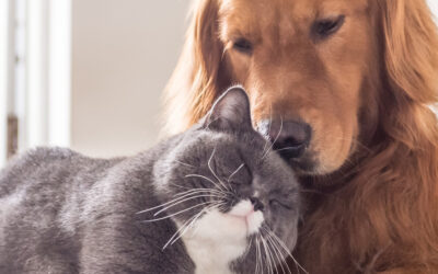 Pet Insurance